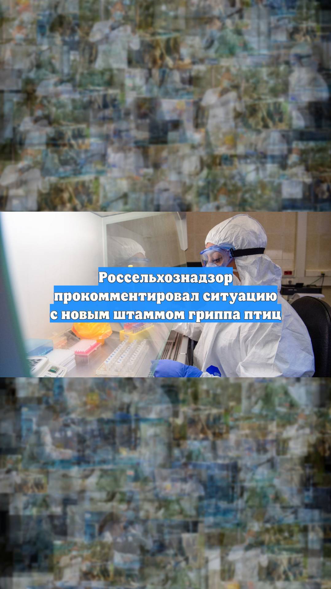 Россельхознадзор прокомментировал ситуацию с новым штаммом гриппа птиц