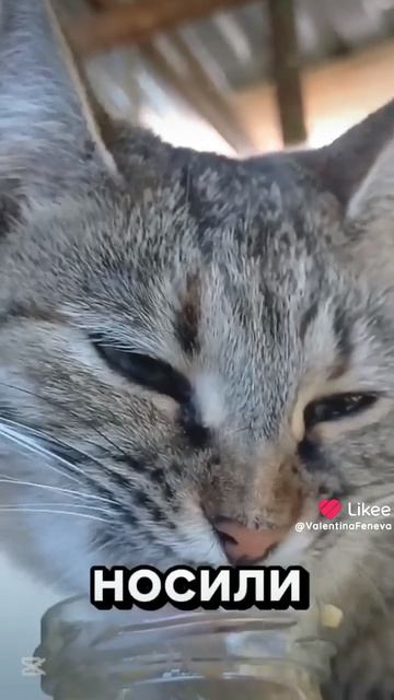 это кошечка Тося , приютская кошечка. Она давно ждёт свою семью .
но я теперь ее никому не отдам ,