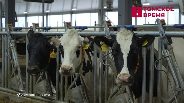 Самая крупная молочная ферма заработала в Томской области