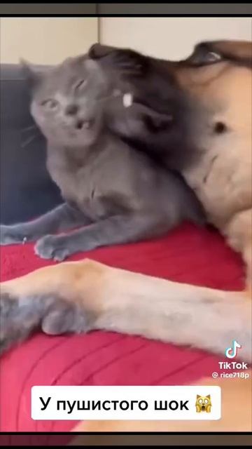 Как выглядит ШОК !) 😂