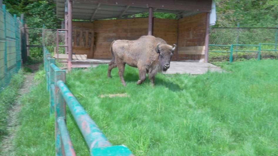 Шесть зубров из Кавказского заповедника перевезут в горы Абхазии