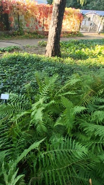 теневой сад в парке Сокольники