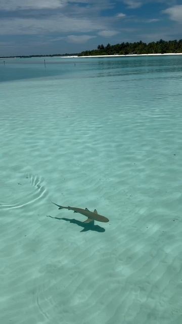 Outrigger Maldives Maafushivaru Resort Мальдивы, Южный Ари Атолл, Маафушивару