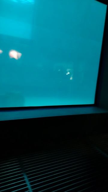 Потрясающая касатка