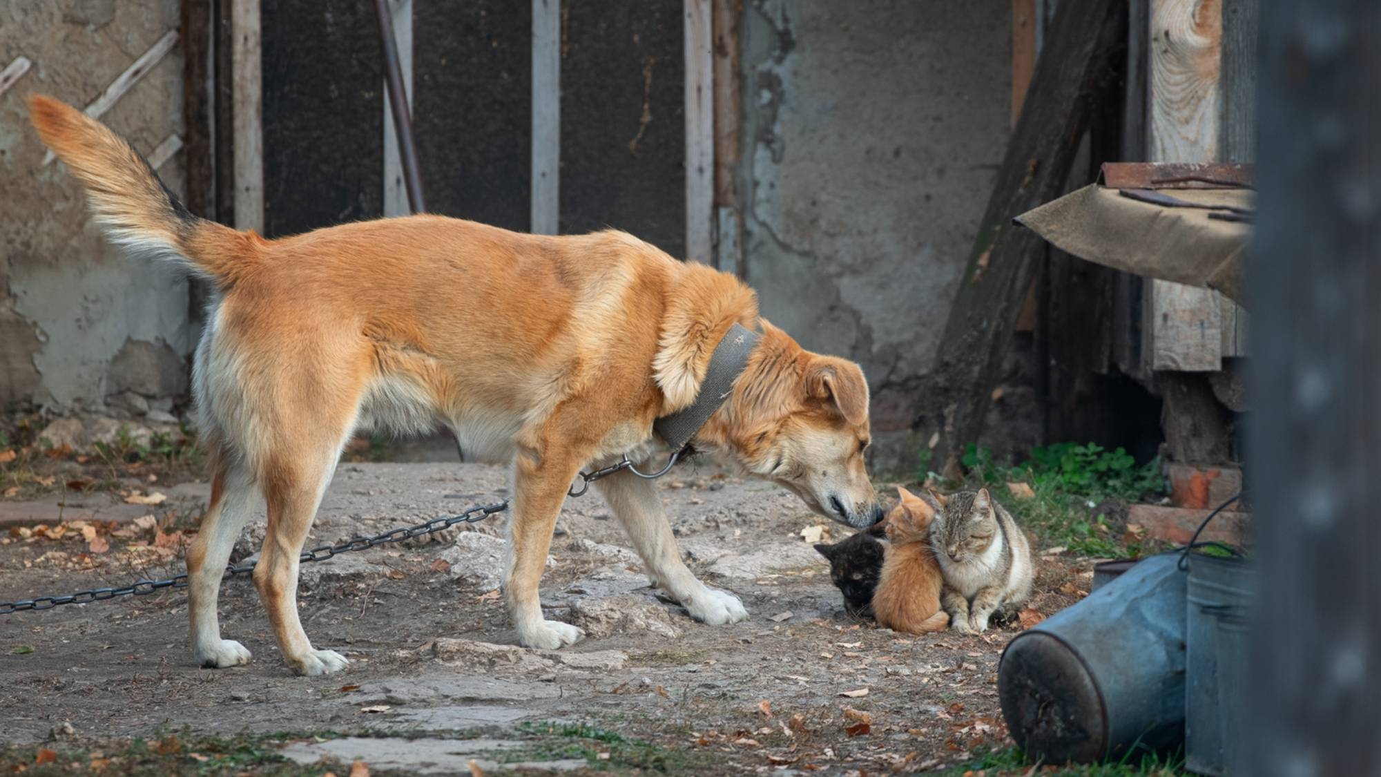 "РАССЫПУХА"... (Фото Артёма КАРПОВА (Самара) - Играет Виктор ГРИДИН (баян))