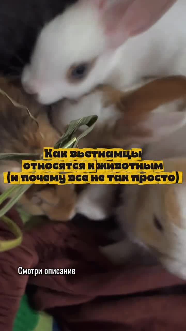 🐕 Собаки во Вьетнаме не домашние боги, как в Европе.