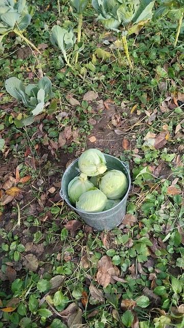 Квасим капусту на зиму👍🔥