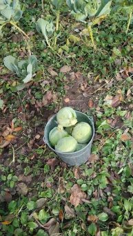 Квасим капусту на зиму👍🔥