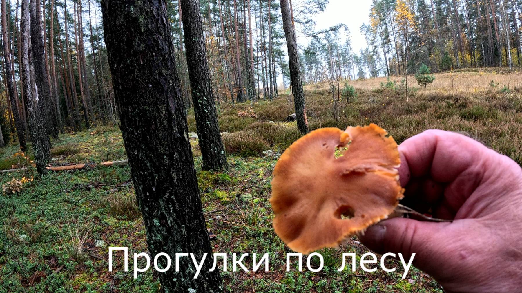 Прогулки по лесу.Стали попадаться отдельные грибки.