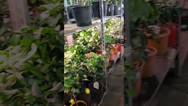 От Лунарио до Россо! Уникальные сорта сицилийских лимонов с плодами!