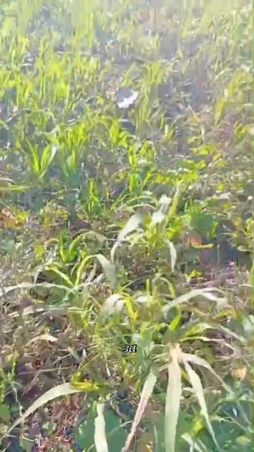 Гениальная идея, купила дом, ремонт своими руками, семья на юге, переезд на Кубань, собираем грибы