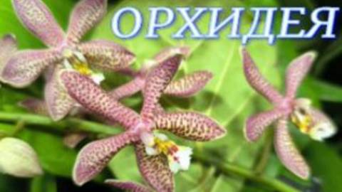 №1136/ СВЕЖИЕ красивые ОРХИДЕИ в маг. ОРХИДЕЯ