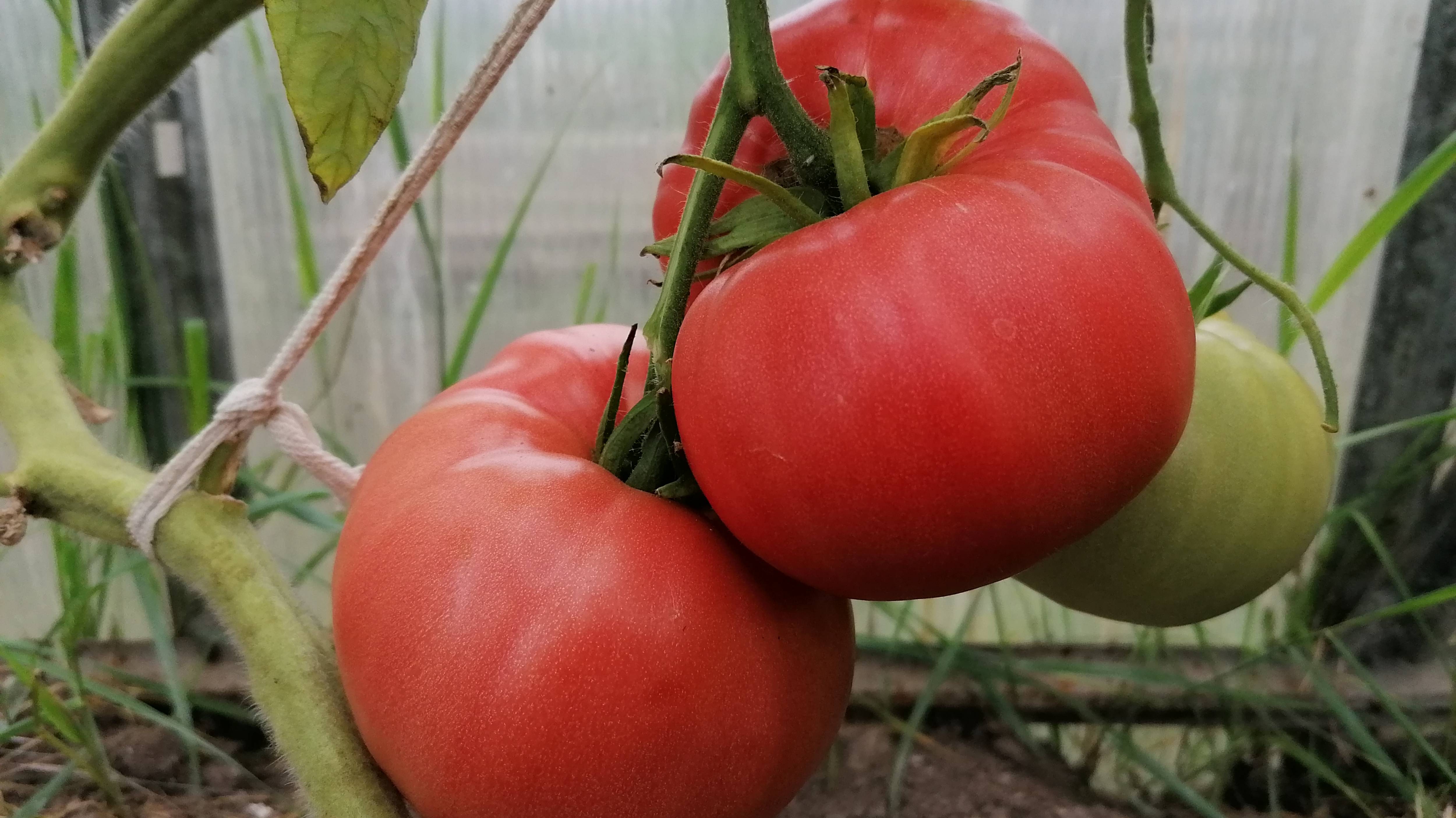 Этот томат не требует особого ухода, но даёт стабильный урожай крупных и вкусных плодов.