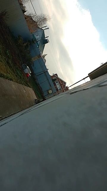 стеснительная собака 😅