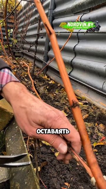 Обрезка 3-х летнего куста винограда #обрезкавинограда #какобрезатьвиноград #виноградвбеларуси