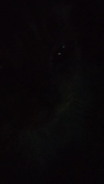 коту понравилось музыка