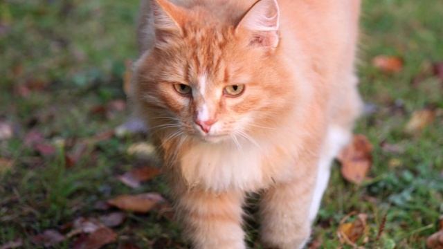 "СВОЗЬ ОСЕННЮЮ ГРУСТЬ"... (Фото Светланы НЕЧВАЛЬ (Глазов), музыка Криса СФИРИСА (США))