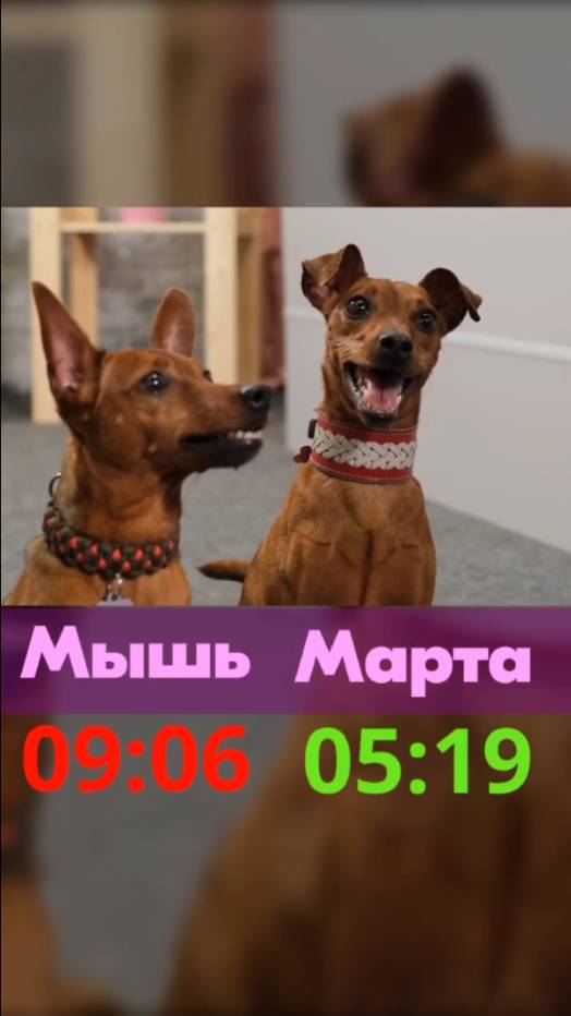 ТОП челленджей для любимых хвостиков🐶
