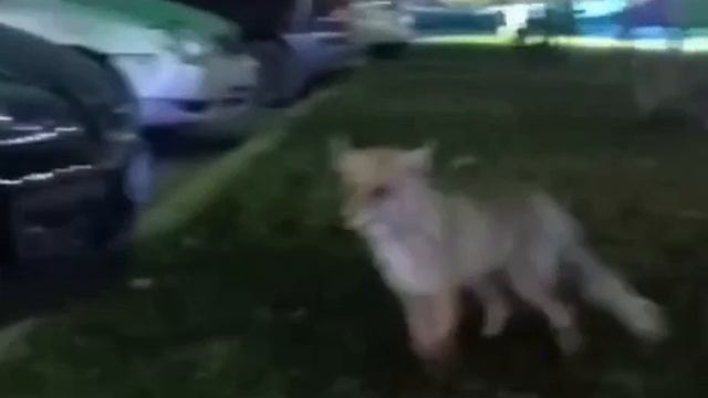 Лиса у ЖК "Аквамарин" в Барнауле