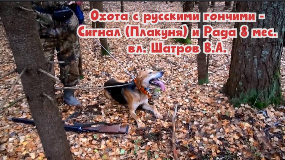 Охота с русскими гончими - Сигнал (Плакуня) и Рада 8 мес. вл. Шатров В.А.#охотасгончей#топ #hunting