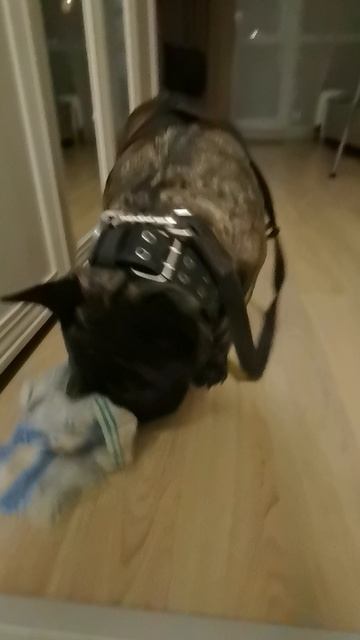 Краш вытирает лапы или хулиганит?!