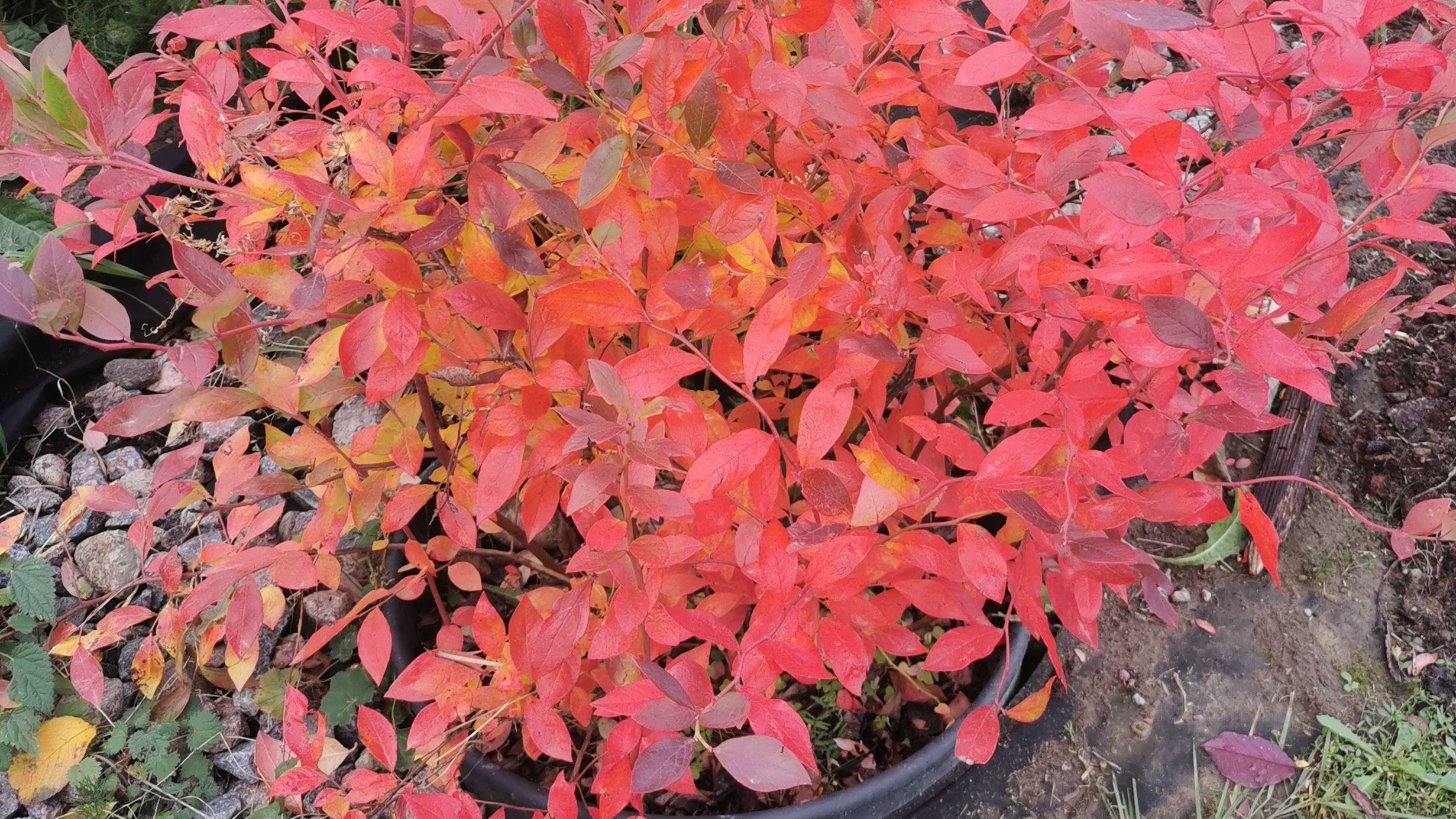 Ягодно-плодовая грядка готова. 30.10.2025 Ленинградская обл