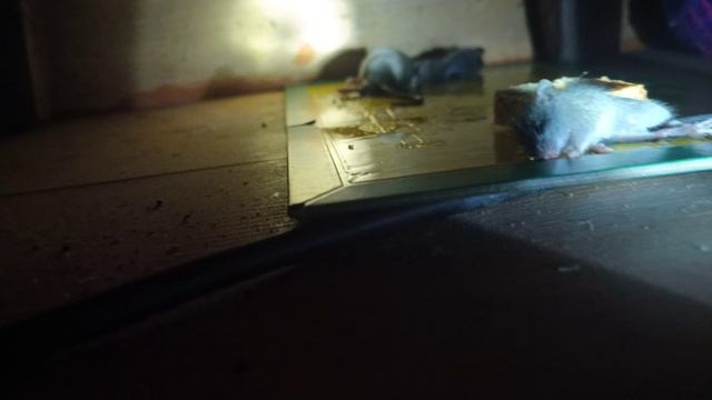 Мышеловка клеевая для мышей