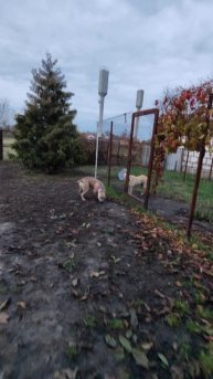 Приехала КАТАНА 😍 🐕 стаффордширский терьер, летом был год. Собака праздник 😁 ❤️