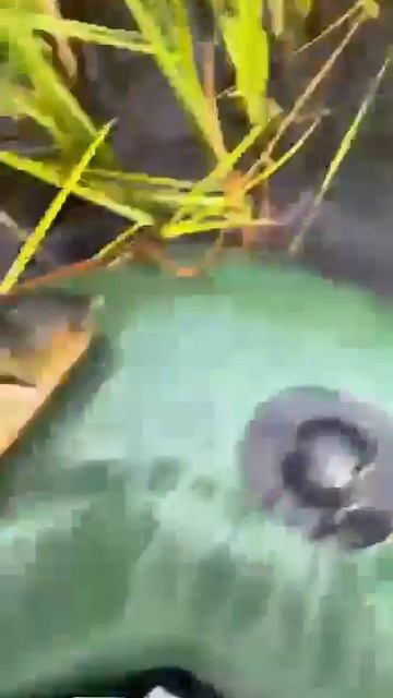 Клип @zatropheem