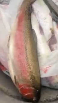 31-10-2025 Один, под дождём, но с рыбой.🐟😁👍🏻