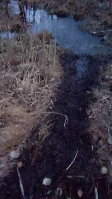 Охота на бобра на вылазе капкан КП-320