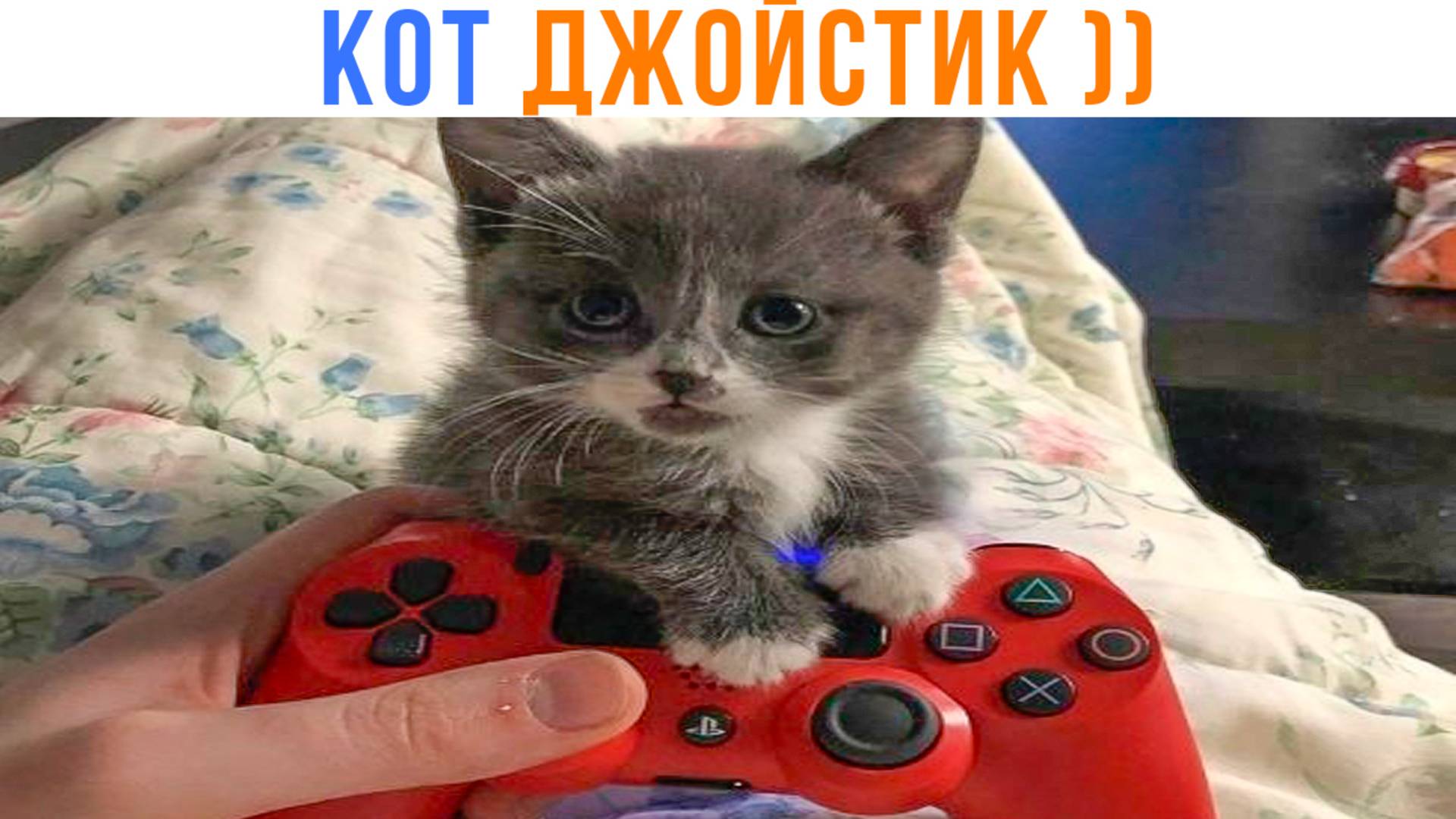 КОТ ДЖОЙСТИК ))) Приколы с котами | Мемозг 1680