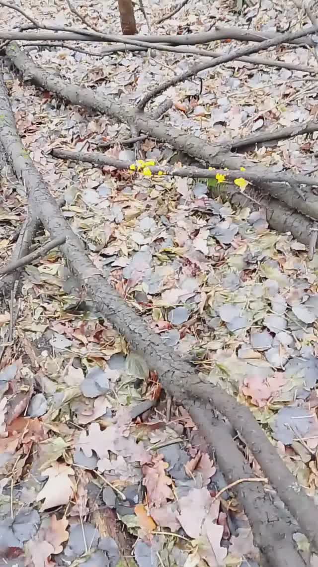 косуль никто не накормил