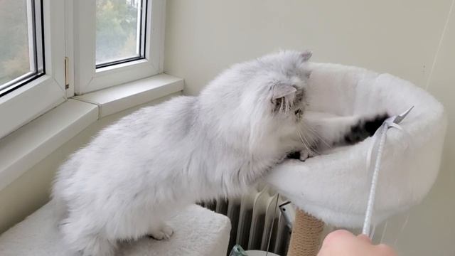 Сапфир 06.10. 2025 из Non Angel