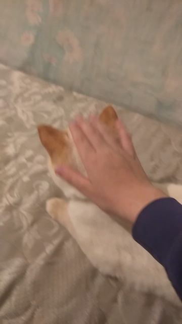 бела #слез #музыка #любовь #music #пианино #красивая )