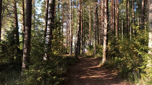 Кусочек лета ☀️ Вологодская область.