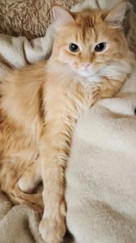 Котозарисовка 😻🫰