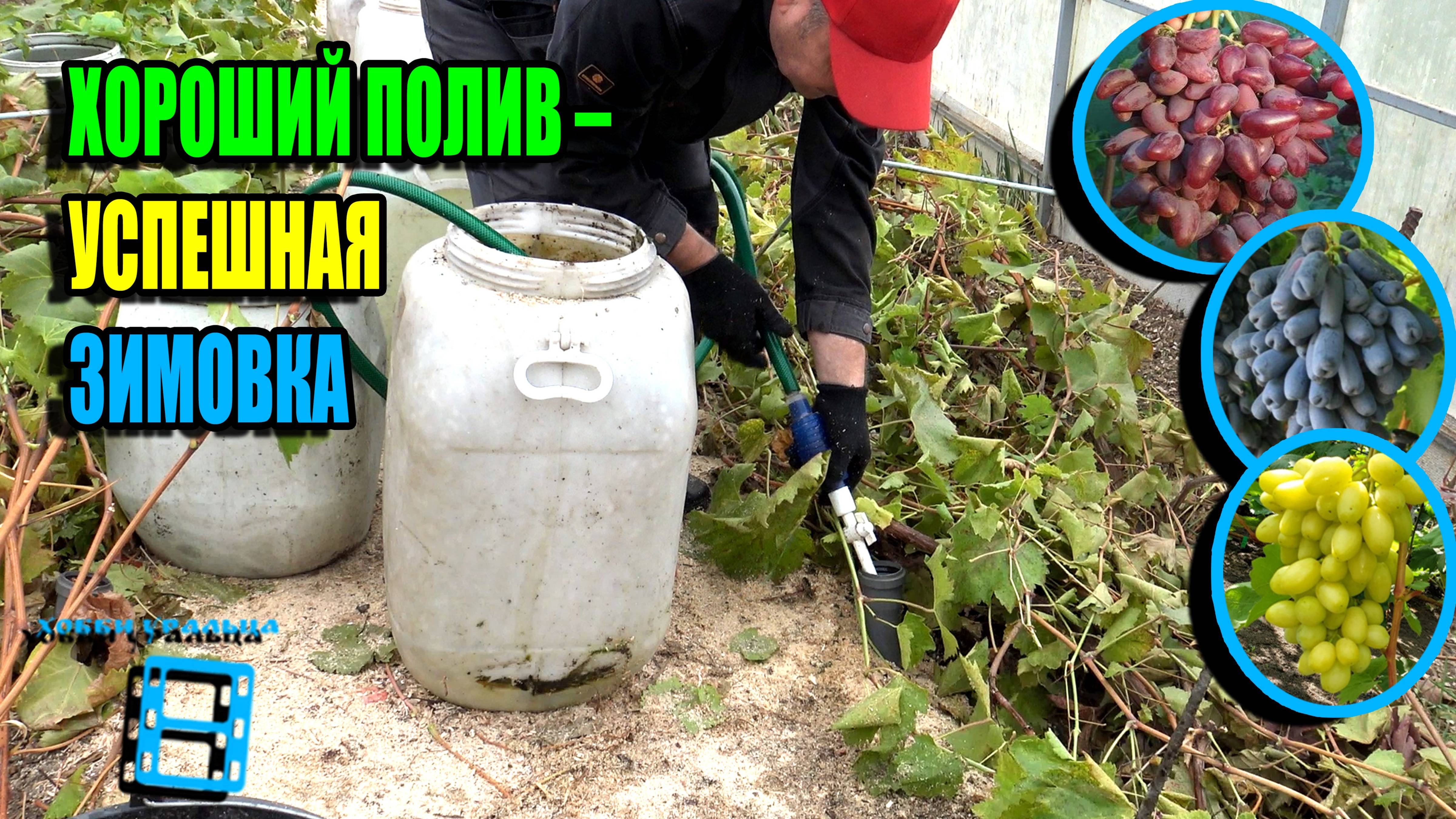 УВЕЛИЧЬТЕ ВЫЖИВАНИЕ ВАШЕГО ВИНОГРАДНИКА ЗИМОЙ С ПОМОЩЬЮ ЭТОГО ПОЛИВА. СЕВЕРНЫЙ ВИНОГРАДНИК 25-37