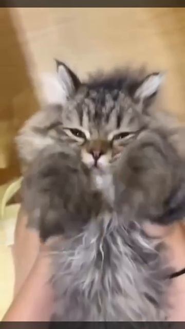 Вы щас будете заколдованы