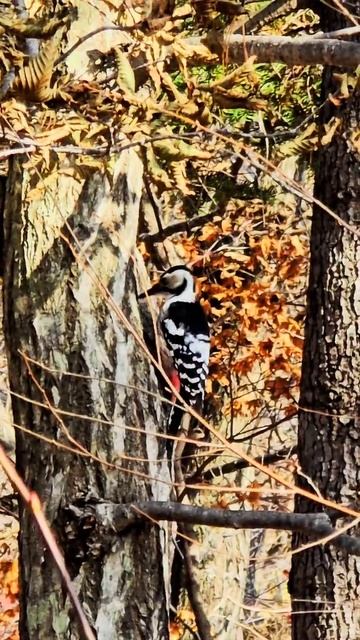 Большой пёстрый дятел. ШОК. Нашел орех
