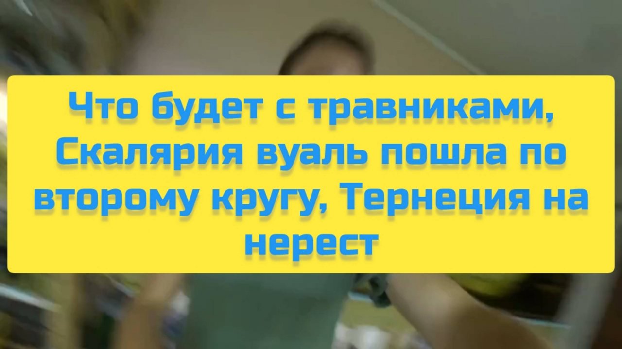 ЧТО БУДЕТ С ТРАВИНКАМИ, СКАЛЯРИЯ ВУАЛЬ ПОШЛА ПО ВТОРОМУ КРУГУ, ТЕРЕНЦИЯ НА НЕРЕСТ