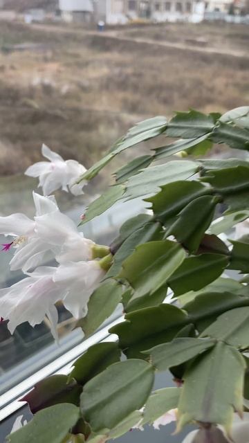 Красивый цветок, декабрист расцвел