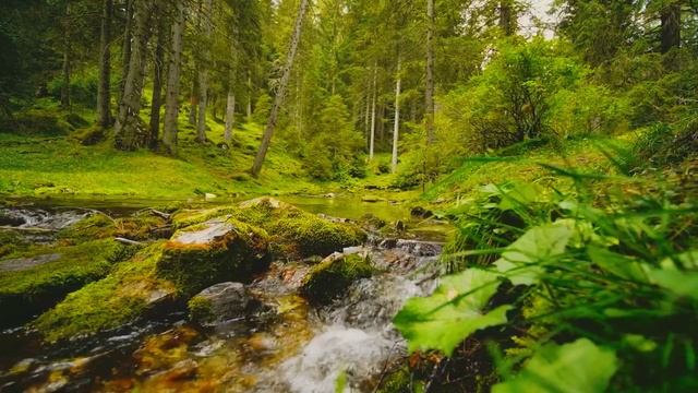 The murmur of a stream and the singing of birds .