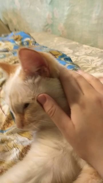 глажу Белу #blues #jazz #веселаямузыка #длянаст