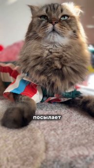 Кто со мной?😹 #котики #юмор #животные