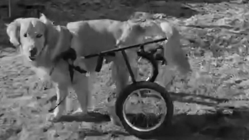 Голден 1,5 года. Фиброзно-хрящевая эмболия + протрузия