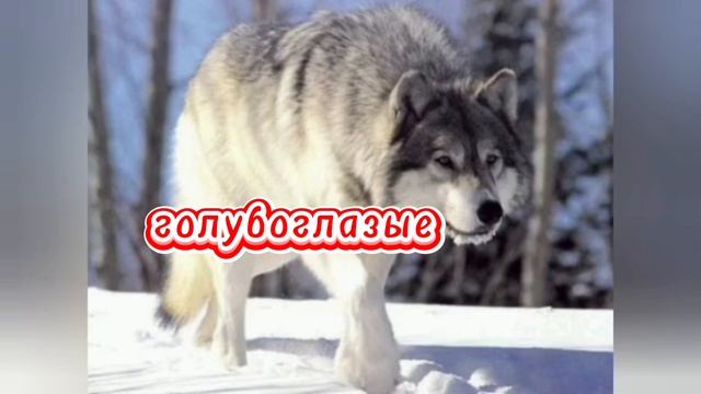 Интересные факты о волках.