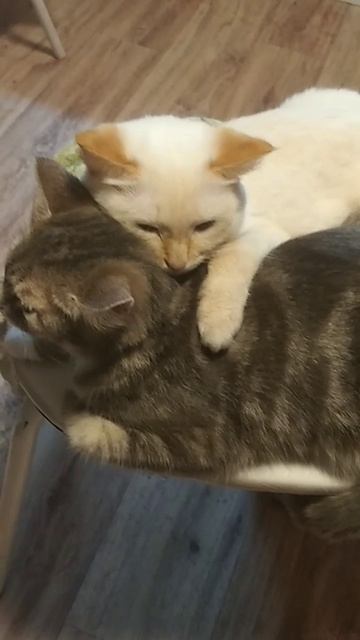 Белка и Фимка. #cat #веселыекоты #cutecats #kit