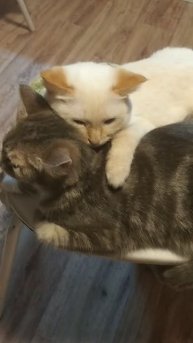 Белка и Фимка. #cat #веселыекоты #cutecats #kit