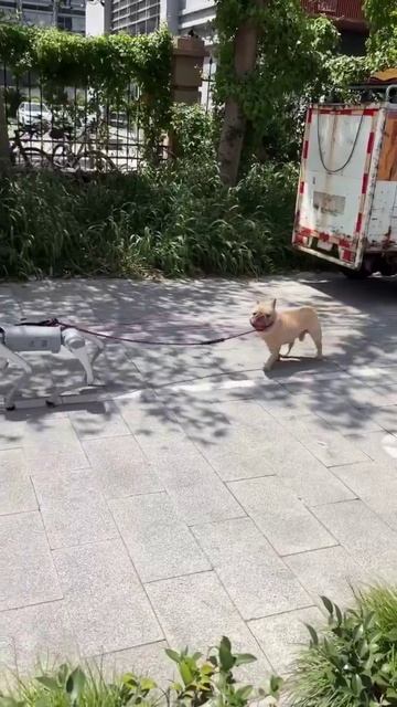 В Китае робопёс выгуливает собаку .mp4